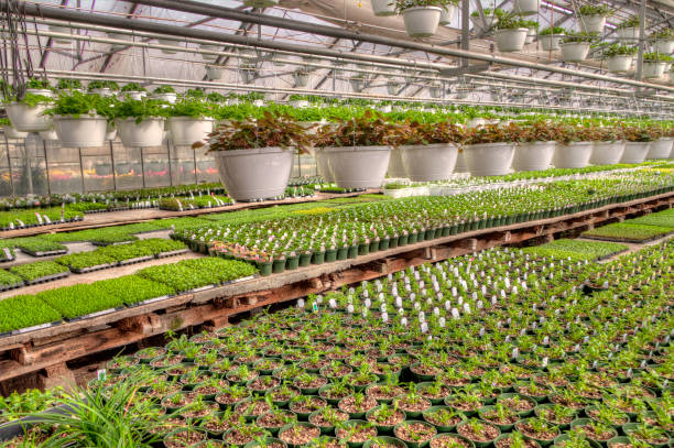 istock Young Plants growing in a Minnesota Greenhouse 944670462