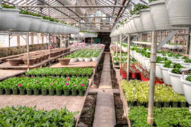 istock Young Plants growing in a Minnesota Greenhouse 944670472