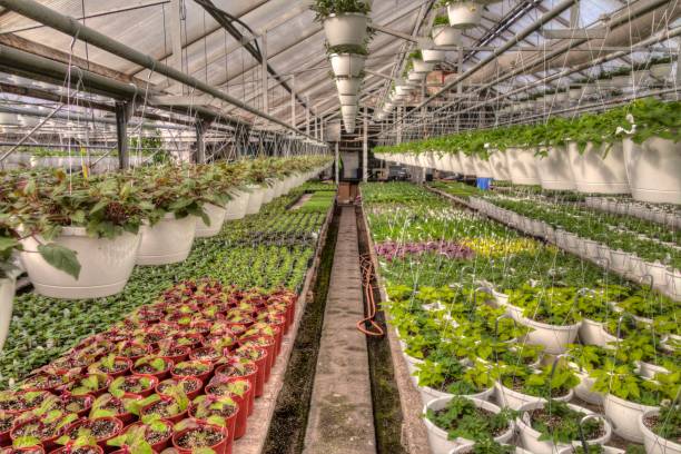 istock Young Plants growing in a Minnesota Greenhouse 944670510