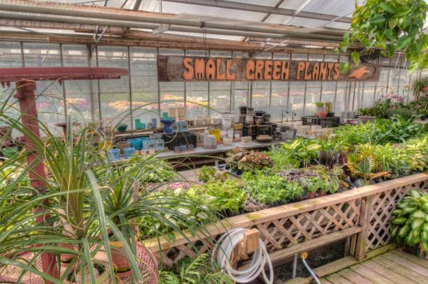 istock Young Plants growing in a Minnesota Greenhouse 944670604