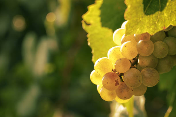 istock glass with white wine in vineyard on old table 944678566