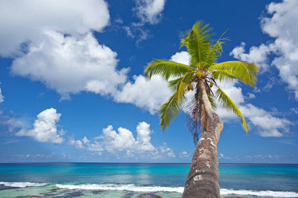 Tropical island landscape, exotic sand beach, turquoise sea water ocean waves, sun blue sky white clouds background, beautiful nature view, summer holidays, vacation, travel