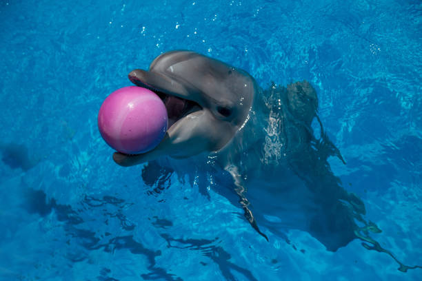 istock smiling dolphin in the pool with blue water 944685572