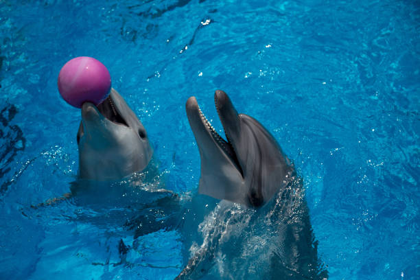 istock smiling dolphin in the pool with blue water 944685774