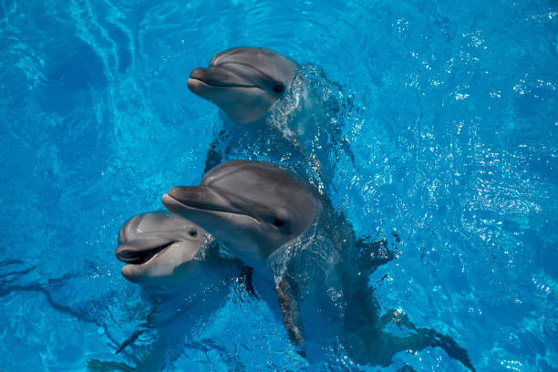 istock smiling dolphin in the pool with blue water 944686022