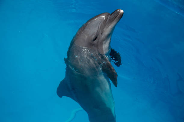 istock smiling dolphin in the pool with blue water 944686094