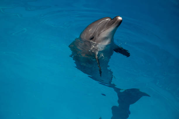 istock smiling dolphin in the pool with blue water 944686312