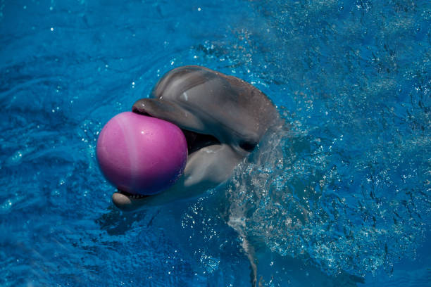 istock smiling dolphin in the pool with blue water 944686630