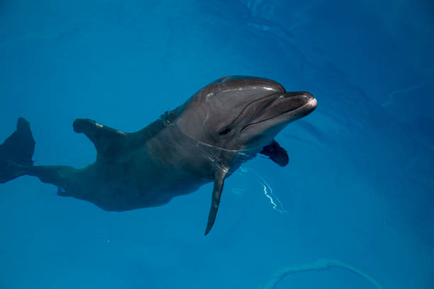 istock smiling dolphin in the pool with blue water 944686716