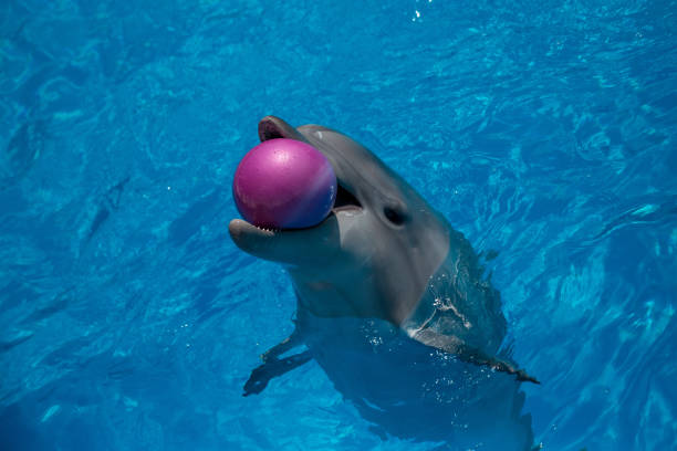 istock smiling dolphin in the pool with blue water 944686774