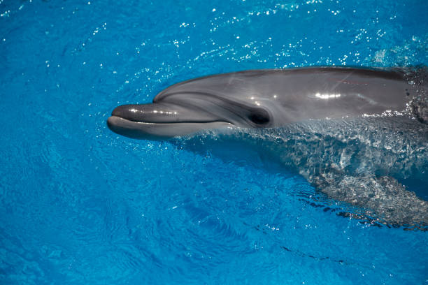 istock smiling dolphin in the pool with blue water 944687196