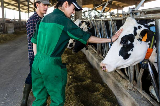 istock Veterinarian woman stroking cow 944687442