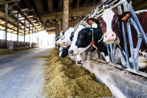 vacche da latte al chiuso nel capannone - farm cow foto e immagini stock