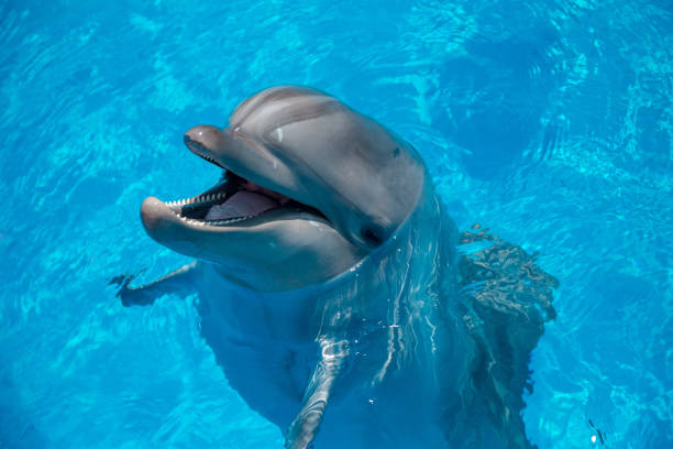 istock smiling dolphin in the pool with blue water 944687602