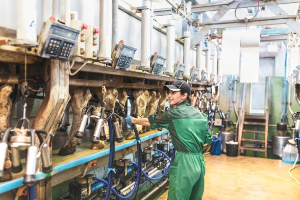 istock Woman working with the milking machine 944690080
