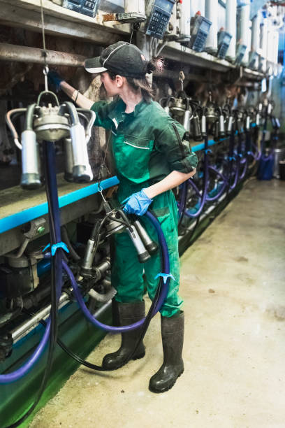 istock Woman worker controlling the milking machine 944690250