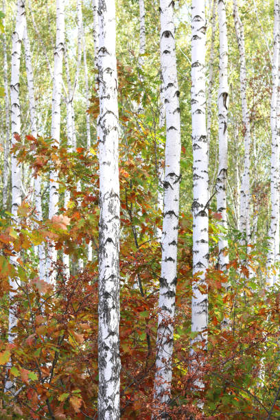istock Beautiful birch in autumn in birch grove 944690294