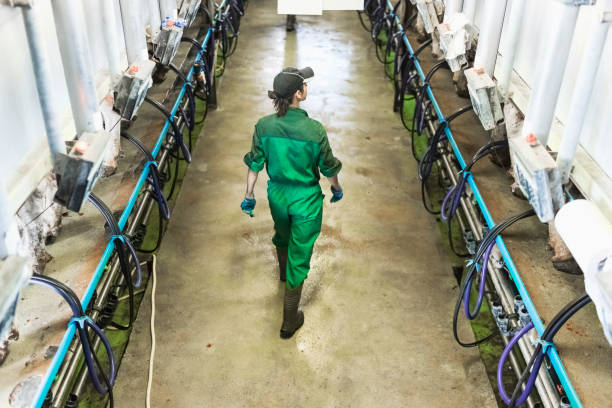 istock Woman worker controlling the milking machine 944690516
