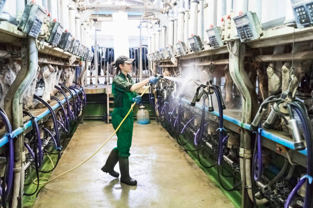 Woman worker washing the milking machine