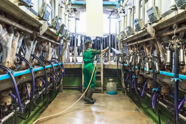 istock Woman worker cleans milking machine 944690766