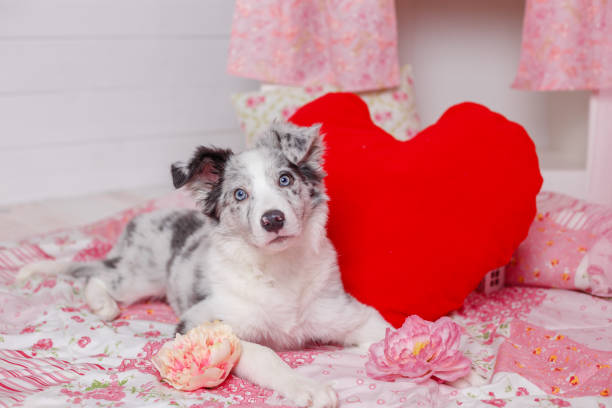istock Australian Shepherd Aussie , 3 months old, sitting against pink decoration 944691498