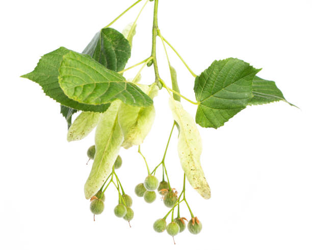 istock healing plants: linden blossom  (Tilia grandifolia) on white background 944691654
