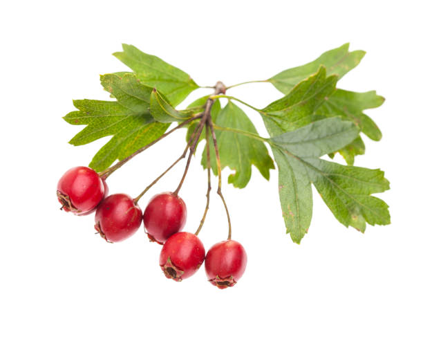 istock medicinal plants: Crataegus monogyna (Crataegus monogyna) with red berries isolated on white background 944691670