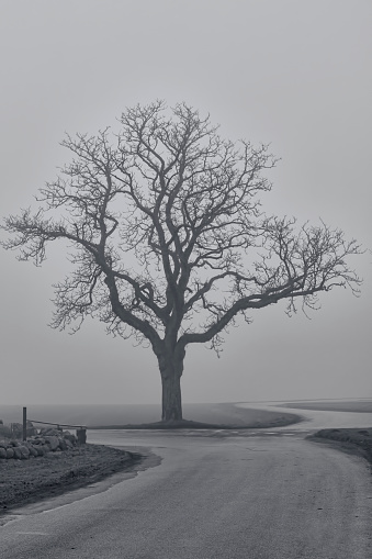 Black and white shot of a tree in the fog