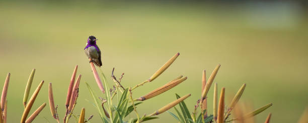 istock Tiny Purple Hummingbird perched on Oleander Seed Pods 944692064