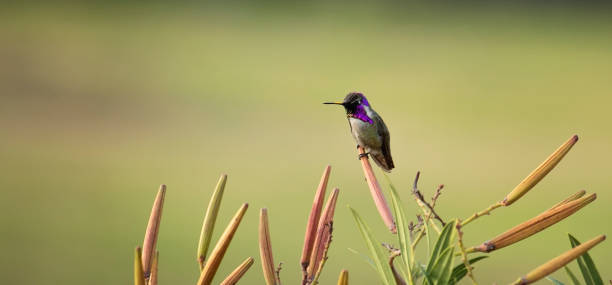 istock Tiny Purple Hummingbird perched on Oleander Seed Pods 944692074