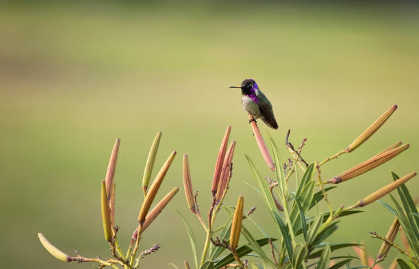 Tiny Purple Hummingbird perched on Oleander Seed Pods