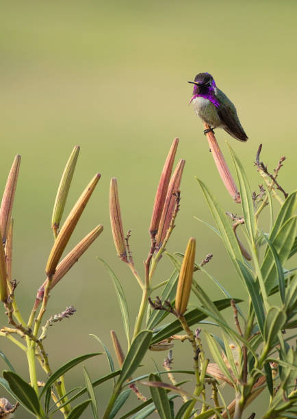 istock Tiny Purple Hummingbird perched on Oleander Seed Pods 944692096