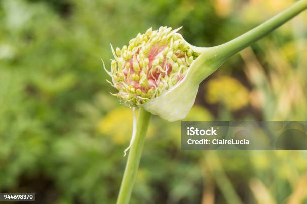 Seeds Of Garlic On The Arrow With The Bulb Growing Vegetables In The Garden Stock Photo - Download Image Now