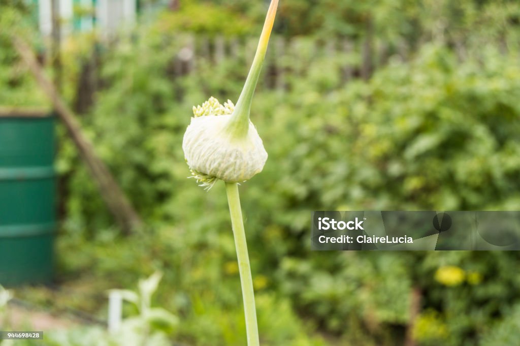 Seeds of garlic on the arrow with the bulb, growing vegetables in the garden Seeds of garlic on the arrow with the bulb, growing vegetables in the garden. Agriculture Stock Photo