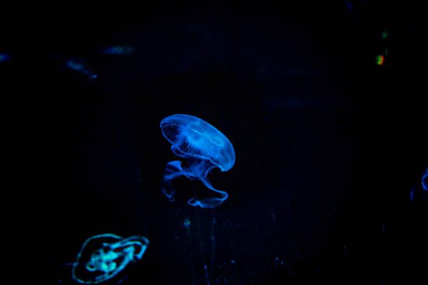 istock Abstract background, red transparent Jellyfish in dark background. 944698838