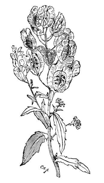 Botany plants antique engraving illustration: Thlaspi arvense (field pennycress) Botany plants antique engraving illustration: Thlaspi arvense (field pennycress) thlaspi arvense stock illustrations