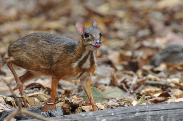 istock Lesser mouse-deer in the forest of Thailand 944701080