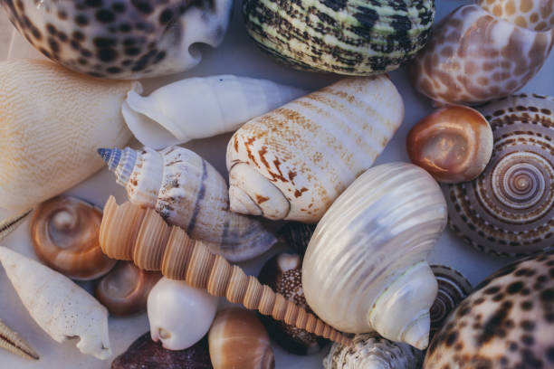 istock Seashell background. Lots of different seashells piled together. Seashells collection. Closeup view of many different seashells as texture and background for design. 944701092