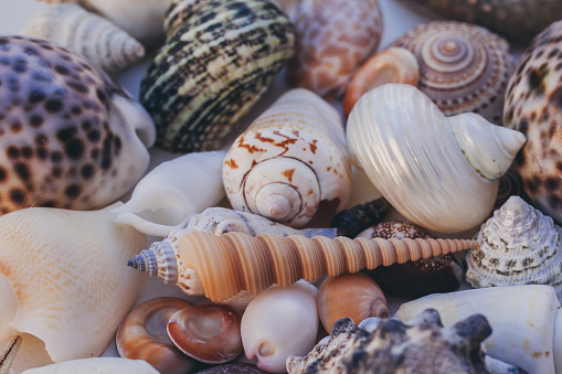 Seashell background. Lots of different seashells piled together. Seashells collection. Closeup view of many different seashells as texture and background for design.