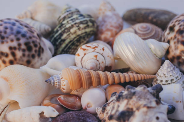 istock Seashell background. Lots of different seashells piled together. Seashells collection. Closeup view of many different seashells as texture and background for design. 944701122