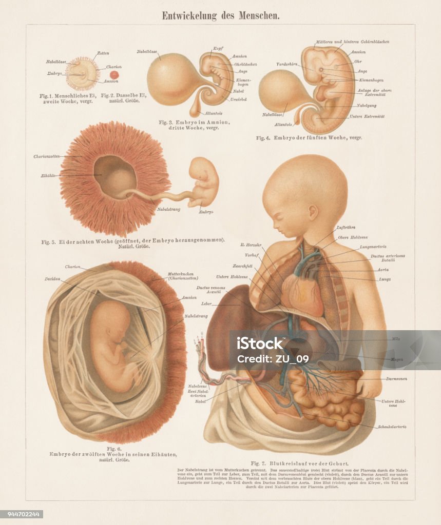 Embryonal Blood Development Human Embryonic Development Lithograph Published In 1897 Stock ...