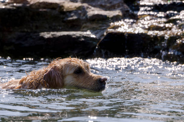 golden retriever running fast in the water of a lake