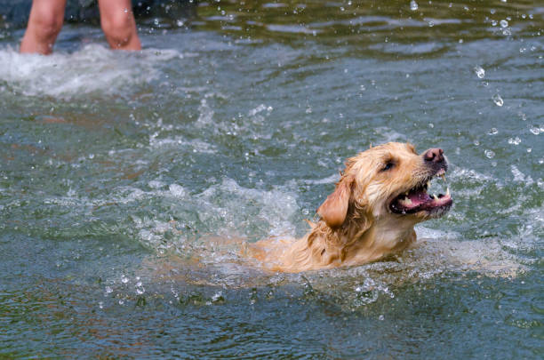 istock golden retriever running fast in the water 944706852
