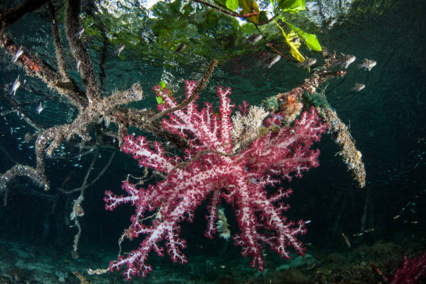 istock Soft Corals and Mangrove in Raja Ampat 944707534