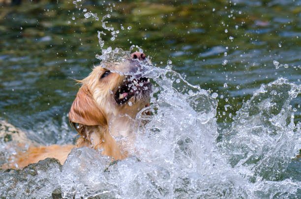 istock golden retriever running fast in the water 944707844
