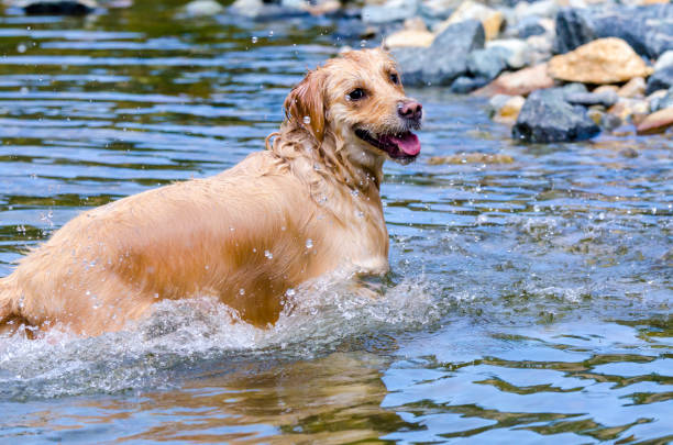 istock golden retriever running fast in the water 944707900
