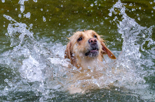 istock golden retriever running fast in the water 944707926