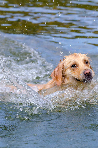 istock golden retriever running fast in the water 944707952