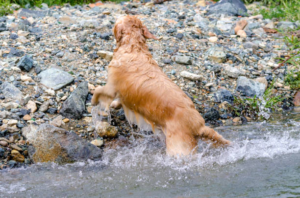 istock golden retriever running fast in the water 944708008