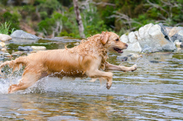 istock golden retriever running fast in the water 944708010